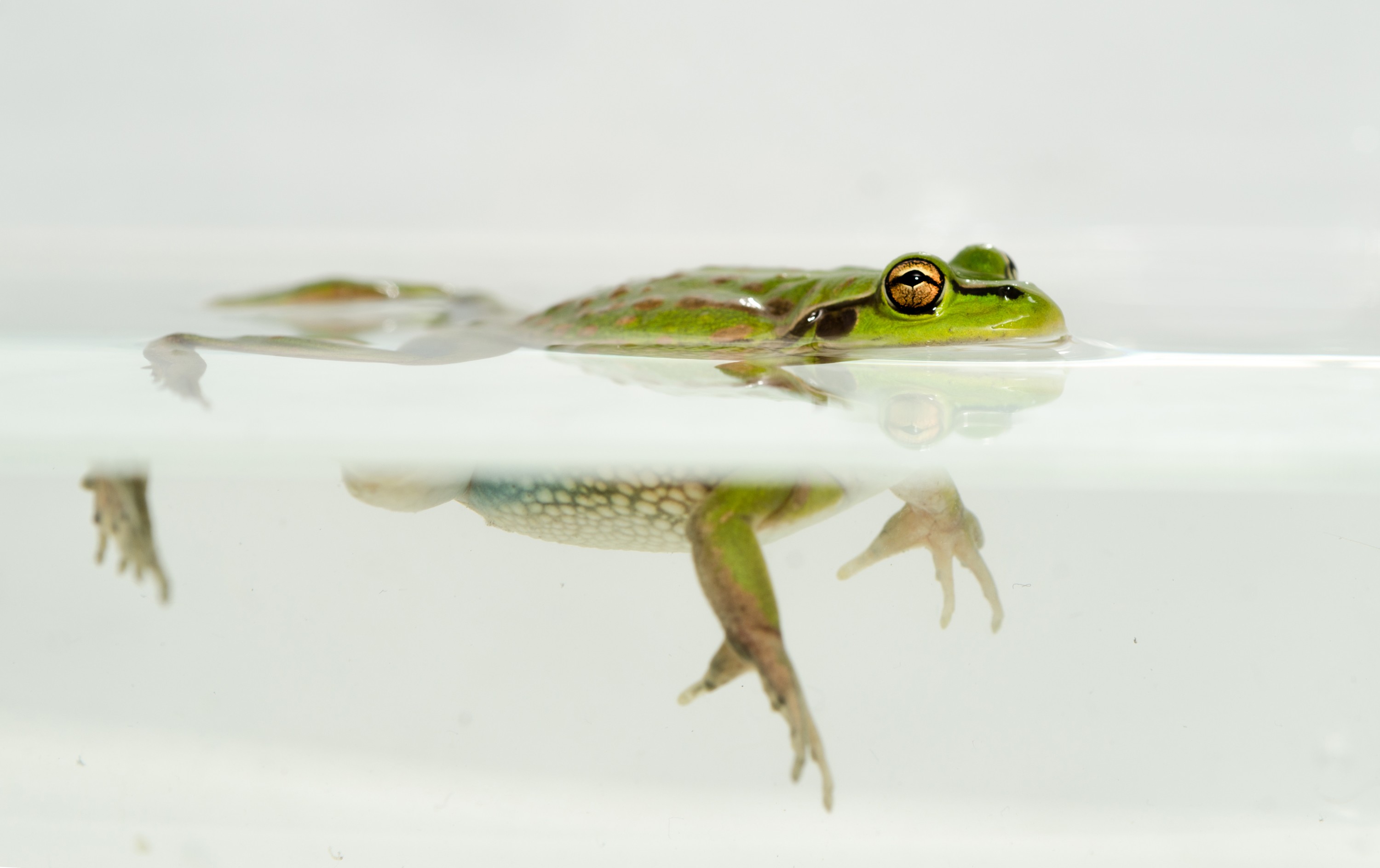 DSC_7065 – Green, Bell, Frog, Litoria, aurea, introduced, new zealand, nz, new, zealand, crispin